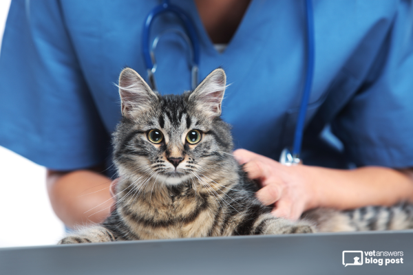 Mastering Small Animal Medicine: Your Path to Career Growth